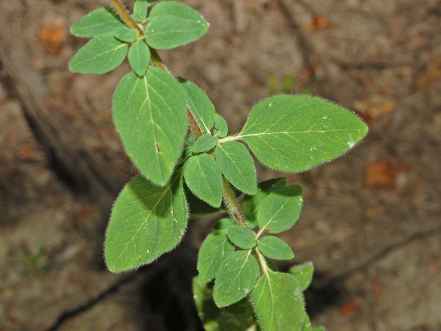 Origanum vulgare